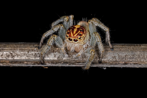 Araña saltadora hembra adulta