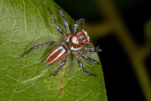 Araña saltadora macho adulto del género Chira