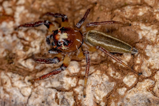 Araña saltadora macho adulto del género Colonus