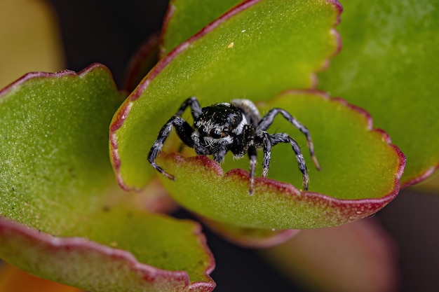 Araña saltadora macho adulto del género Pachomius