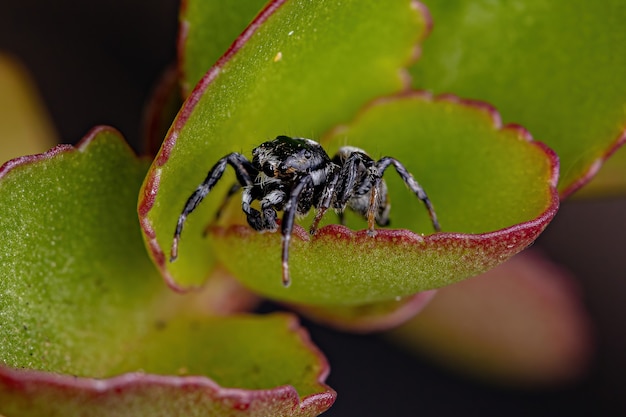 Araña saltadora macho adulto del género Pachomius