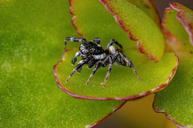 Araña saltadora macho adulto del género Pachomius