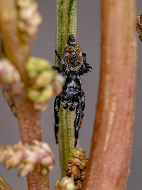 Araña saltadora macho adulto del género Pachomius