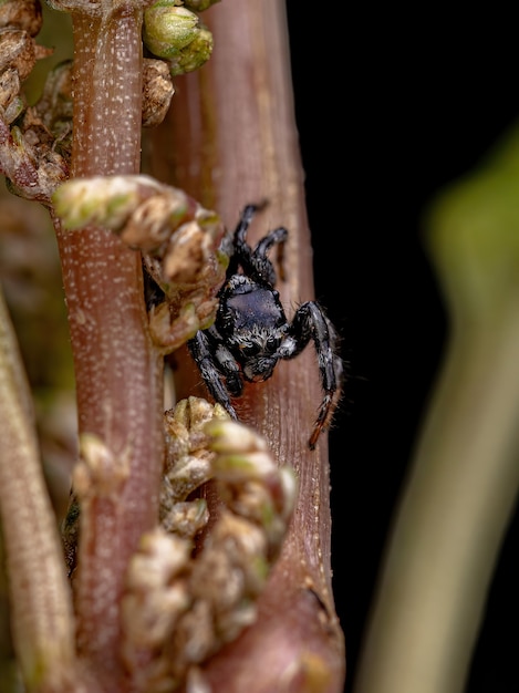 Araña saltadora macho adulto del género Pachomius