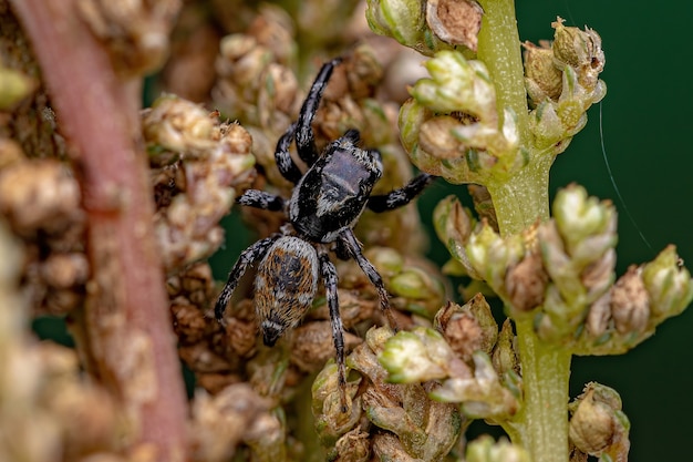 Araña saltadora macho adulto del género Pachomius