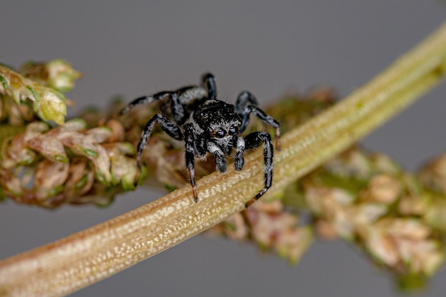 Araña saltadora macho adulto del género Pachomius