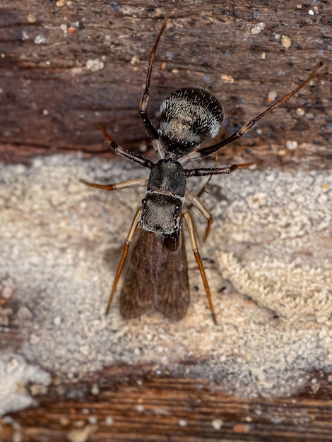 Araña saltadora macho adulto del género Sarinda que imita a las hormigas carpinteras del género camponotus que se alimentan de un insecto caddisfly adulto del orden trichoptera