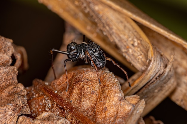 Araña saltadora macho adulto del género Sarinda que imita a las hormigas carpinteras del género camponotus