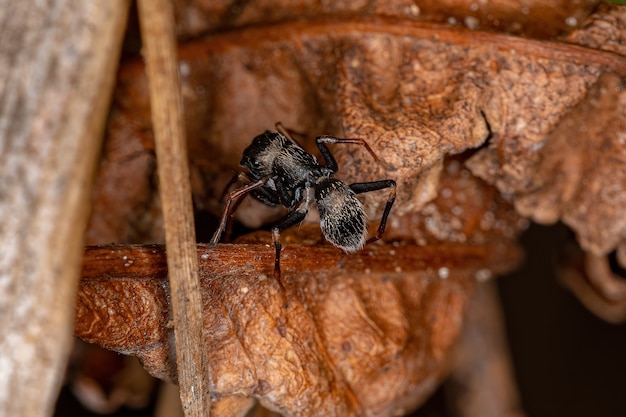 Araña saltadora macho adulto del género Sarinda que imita a las hormigas carpinteras del género camponotus