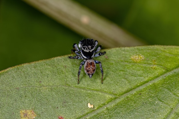 Araña saltadora macho adulto de la tribu Euophryini