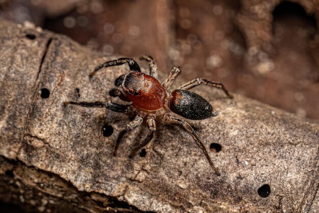 Araña saltadora macho adulto