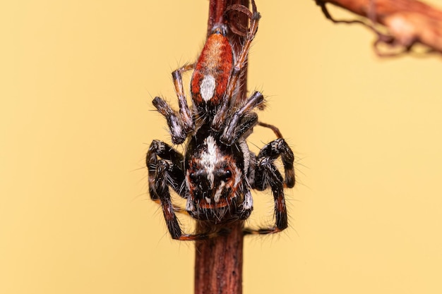 Araña saltadora macho adulto