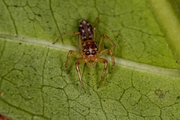 Araña saltadora macho adulto