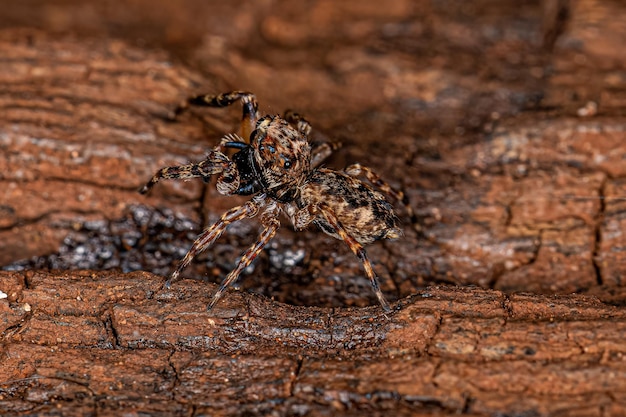 Araña saltadora macho adulto