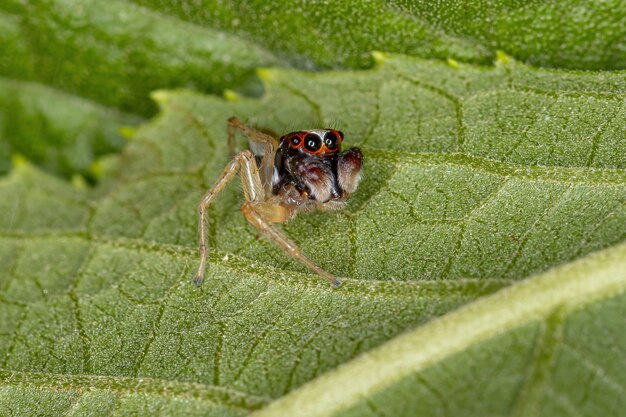 Araña saltadora macho pequeña del género Chira