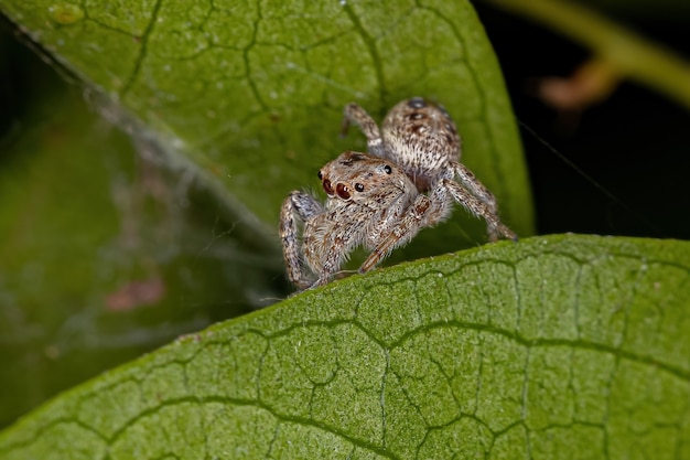 Araña saltadora macho pequeña de la subtribu Dendryphantina