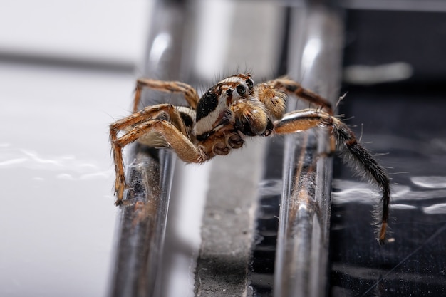 Foto araña saltadora pantropical macho de la especie plexippus paykulli