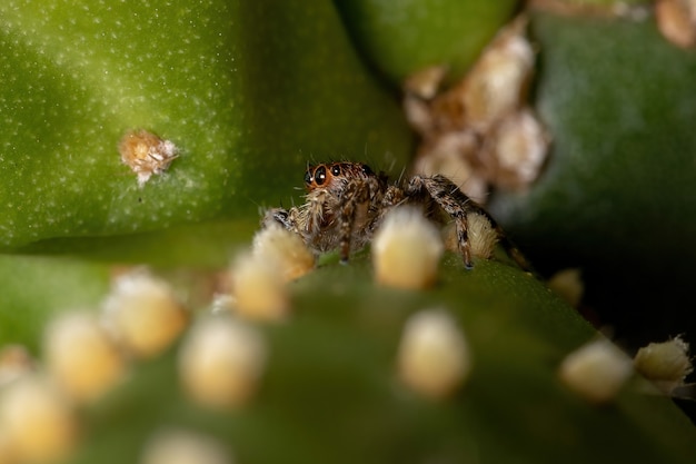 Araña Saltadora Pantropical Pequeña de la especie Plexippus paykulli