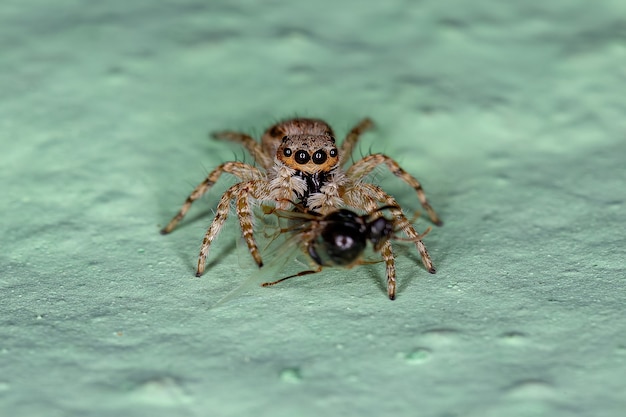 Araña saltadora de pared gris pequeña de la especie Menemerus bivittatus depredando una hormiga alada