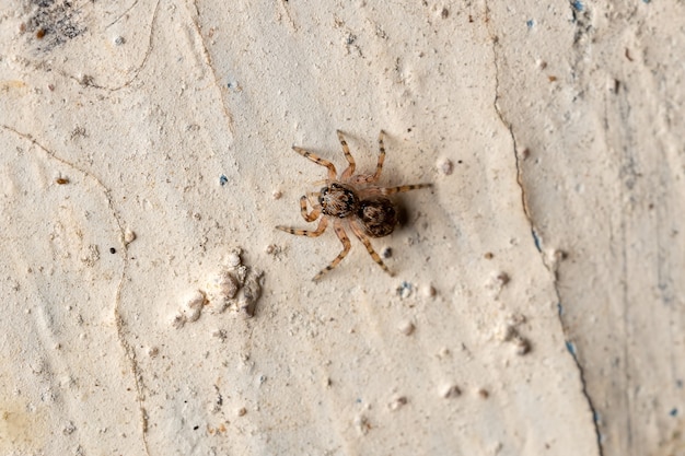 Araña saltadora pequeña de la especie Marma nigritarsis