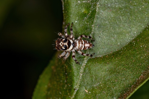 Araña saltadora pequeña de la especie Philira micans