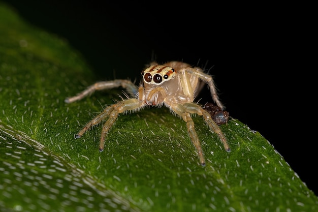 Araña saltadora pequeña del género Chira