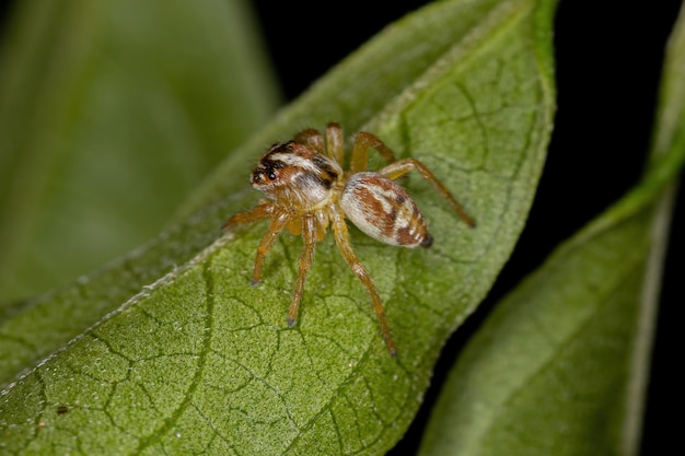 Araña saltadora pequeña del género Frigga