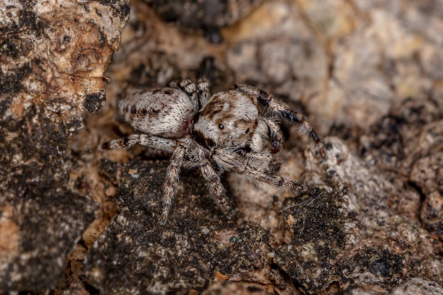 Araña saltadora pequeña de la subtribu Dendryphantina