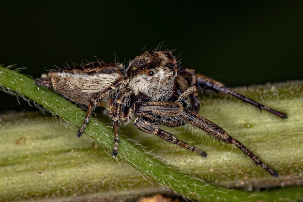 Araña saltadora pequeña de la subtribu Dendryphantina