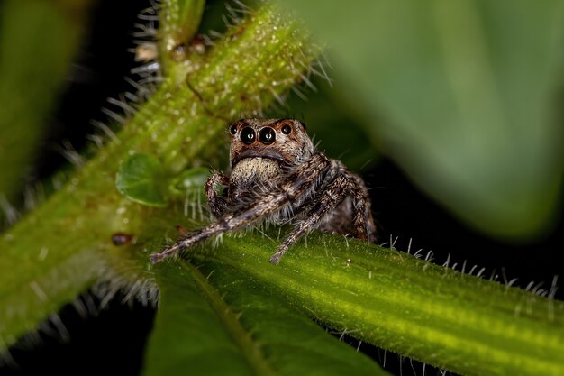 Araña saltadora pequeña de la subtribu Dendryphantina