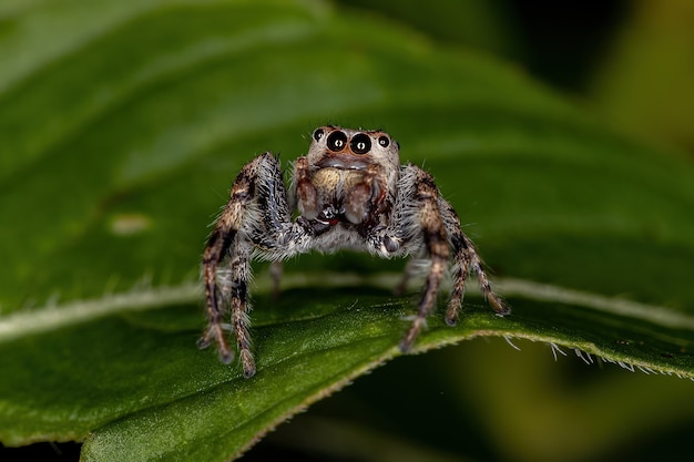 Araña saltadora pequeña de la subtribu Dendryphantina