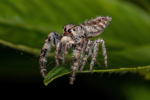 Araña saltadora pequeña de la subtribu Dendryphantina