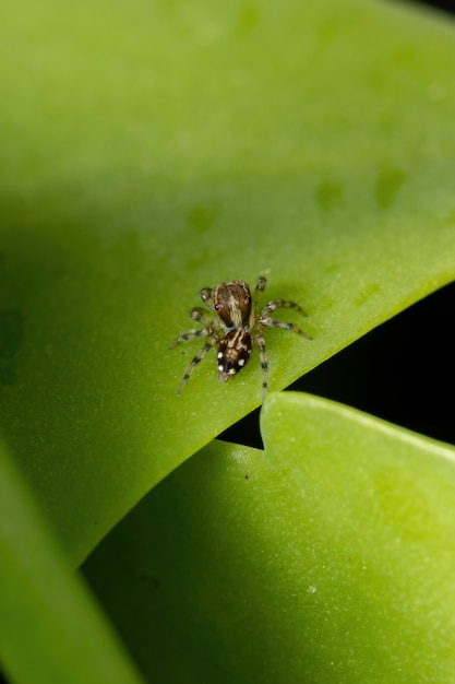 Araña saltadora pequeña de la subtribu Freyina