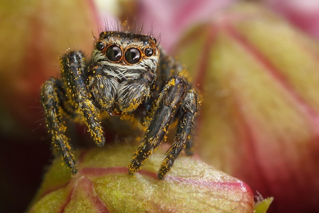 Araña saltadora con polen amarillo en los brotes verdes