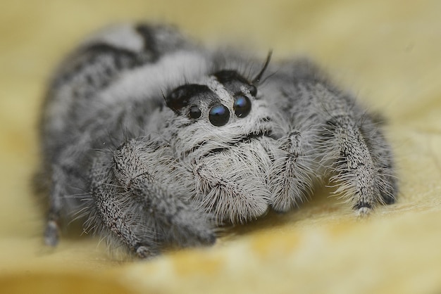 Araña saltadora