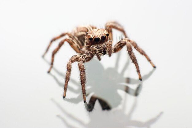 Araña saltadora