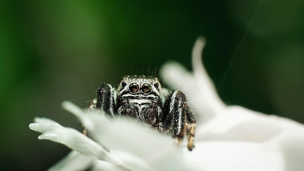 Foto araña saltando en una flor