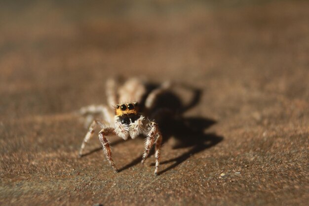 Araña saltando en la pared