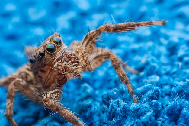 Araña saltarina de cerca