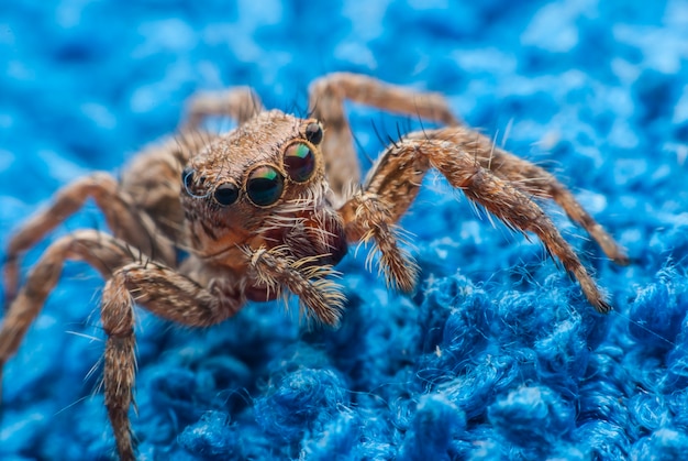 Araña saltarina de cerca