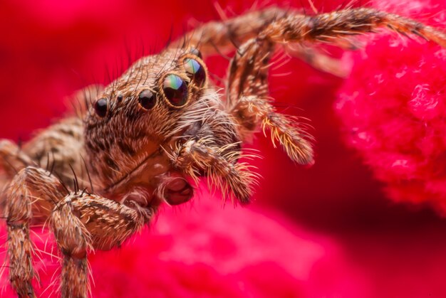 Araña saltarina de cerca