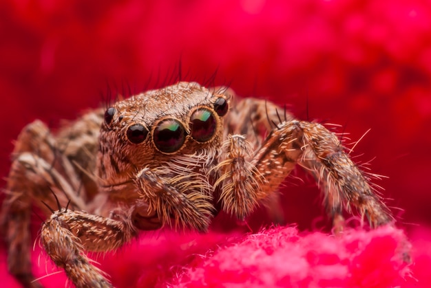 Araña saltarina de cerca