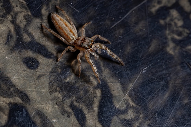 Araña saltarina del género Psecas