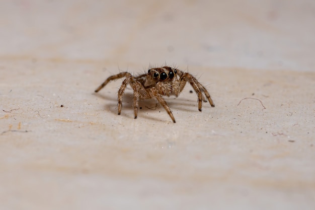 Araña saltarina pantropical de la especie Plexippus paykulli