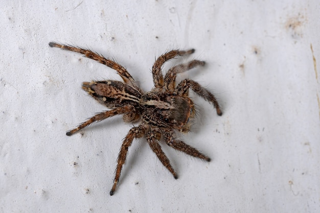 Foto araña saltarina pantropical de la especie plexippus paykulli