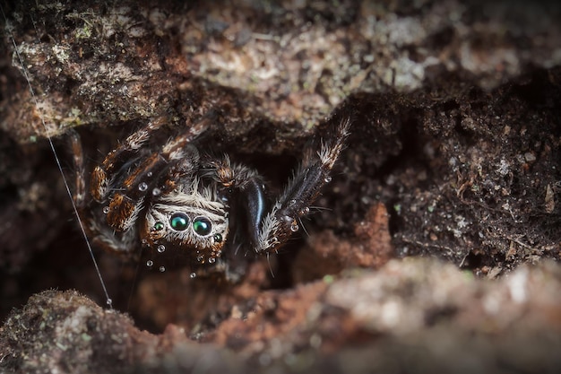 Araña saltarina con pequeñas gotas de agua sobre su cabeza se esconde en la corteza de los árboles