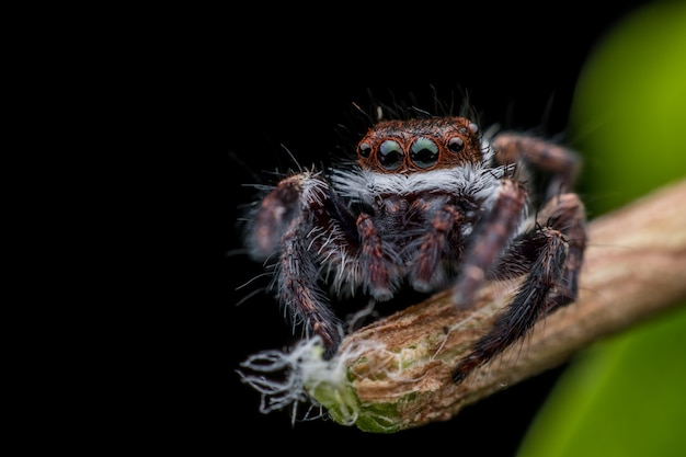 Araña saltarina en rama