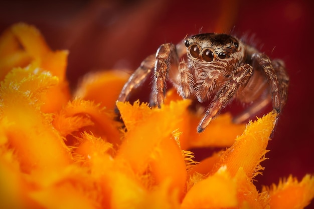 Araña saltarina sobre los estambres de flores de color naranja