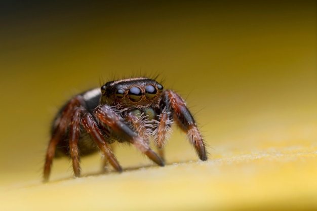 Araña saltarina sobre hoja amarilla