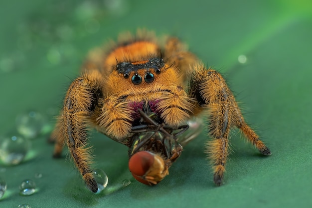 Araña saltarina sobre una hoja verde